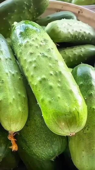 露地秋黄瓜什么品种好-图1 露地秋黄瓜什么品种好-图1