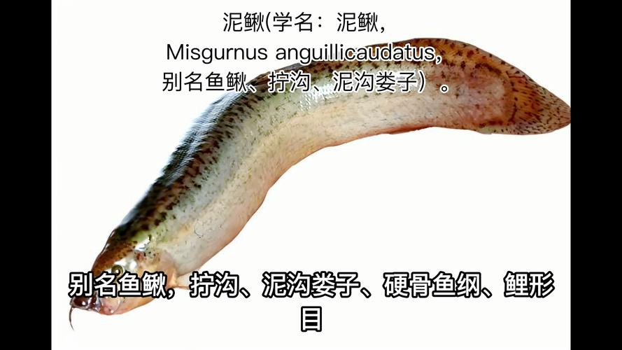 泥鳅品种有哪些？附图片识别指南-图2
