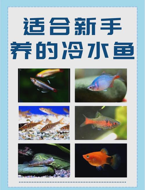 家养温水鱼品种有哪些？-图1