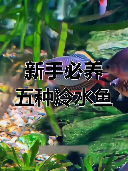 家养温水鱼品种有哪些？-图3