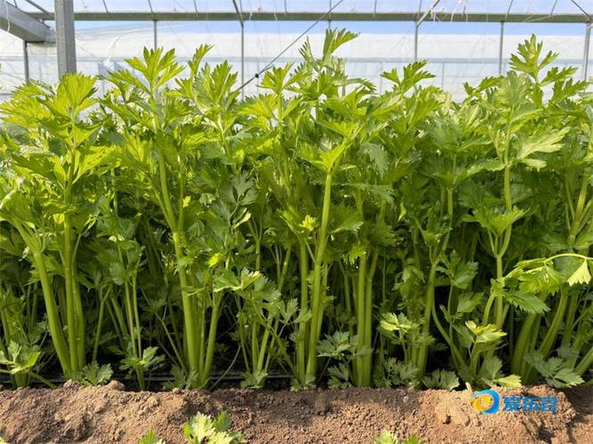 秋季大棚芹菜咋种植高产?-图1 秋季大棚芹菜咋种植高产?-图1