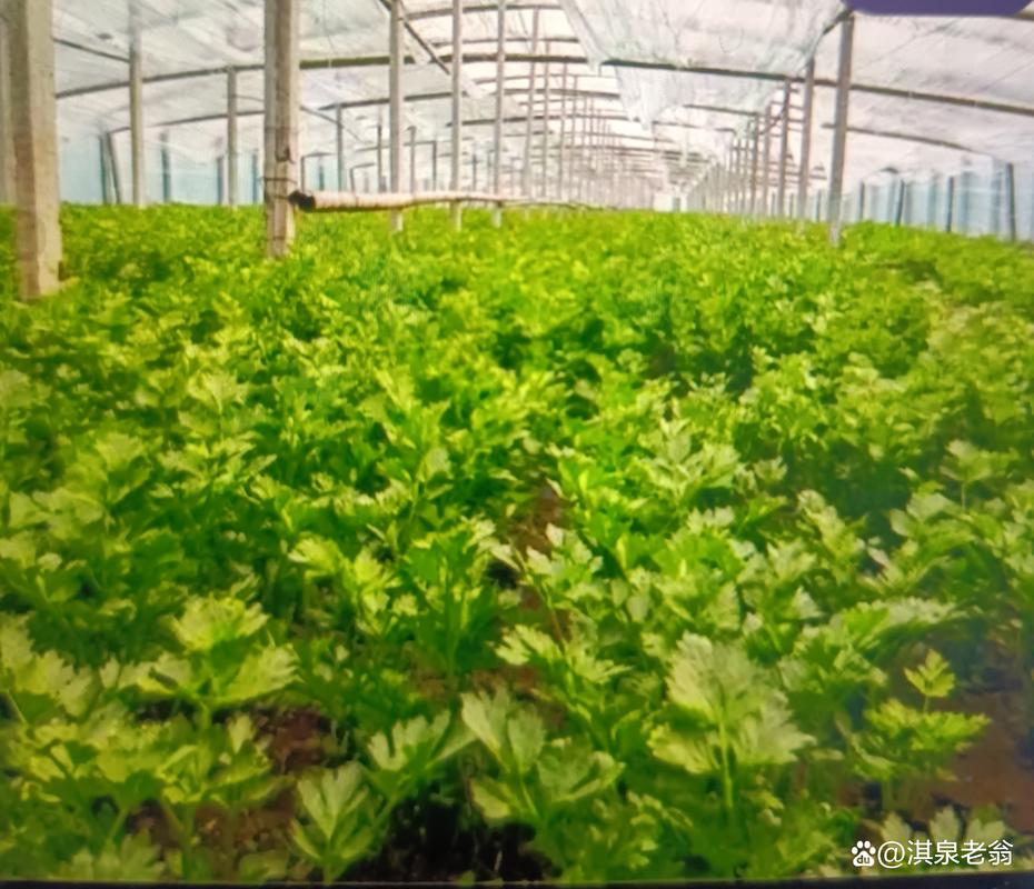 秋季大棚芹菜咋种植高产?-图3 秋季大棚芹菜咋种植高产?-图3