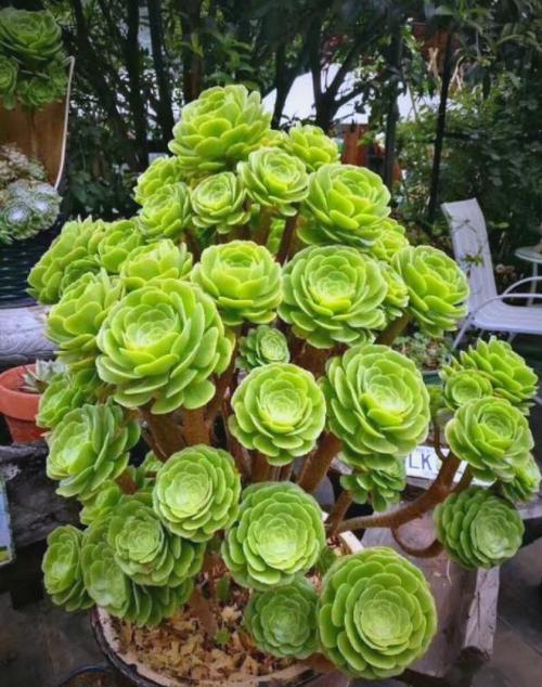 多肉法师哪个品种最值得入手？-图1