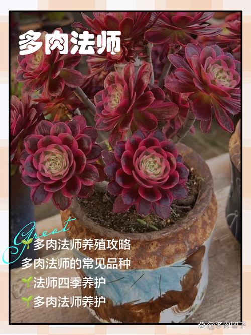 多肉法师哪个品种最值得入手？-图3