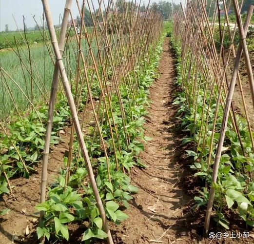 冬季豆角怎么种?视频教你关键技巧!-图3 冬季豆角怎么种?视频教你关键技巧!-图3