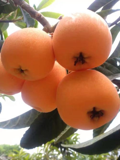 枇杷哪个品种又大又早-图2 枇杷哪个品种又大又早-图2