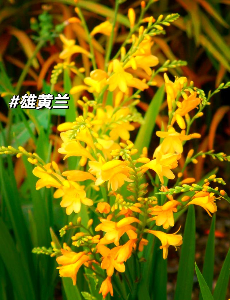 黄叶兰草是哪个品种？-图2