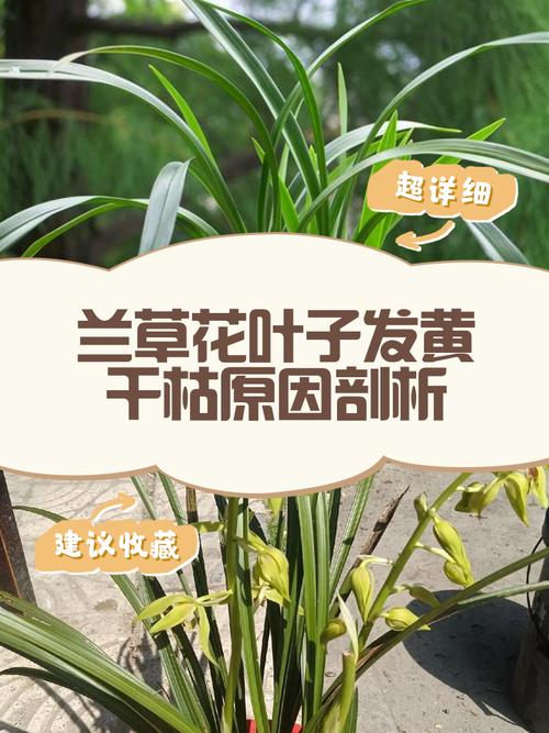 黄叶兰草是哪个品种？-图3