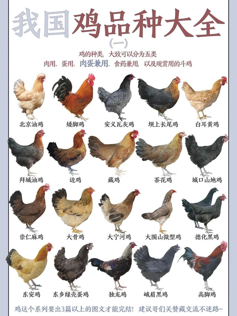 哪里的土鸡品种最好养？-图1