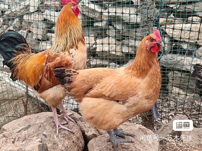 哪里的土鸡品种最好养？-图2
