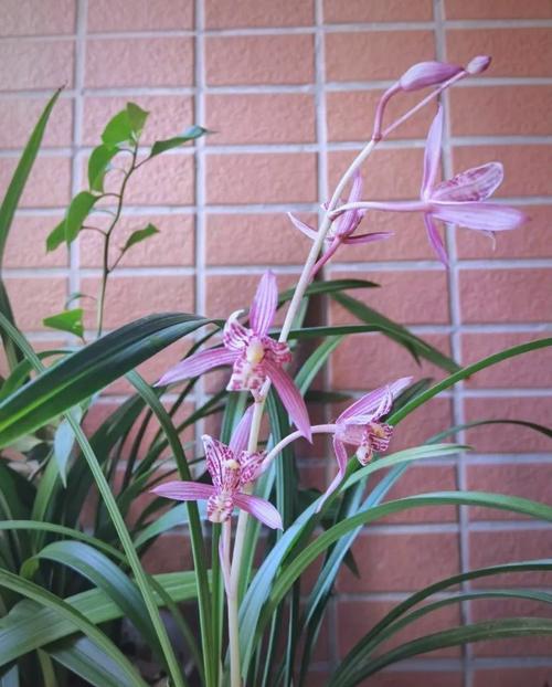 不同兰花品种开花有何差异?-图2 不同兰花品种开花有何差异?-图2