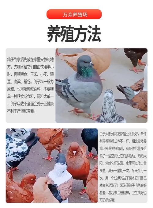 鸽子养殖技术怎么加盟？-图1