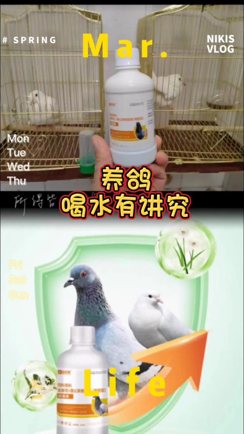 鸽子养殖技术怎么加盟？-图3