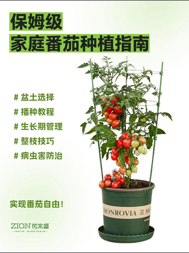 西红柿育苗有哪些关键技术?-图1 西红柿育苗有哪些关键技术?-图1