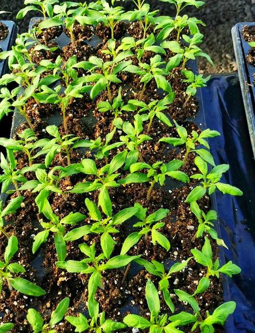 西红柿育苗有哪些关键技术？-图2