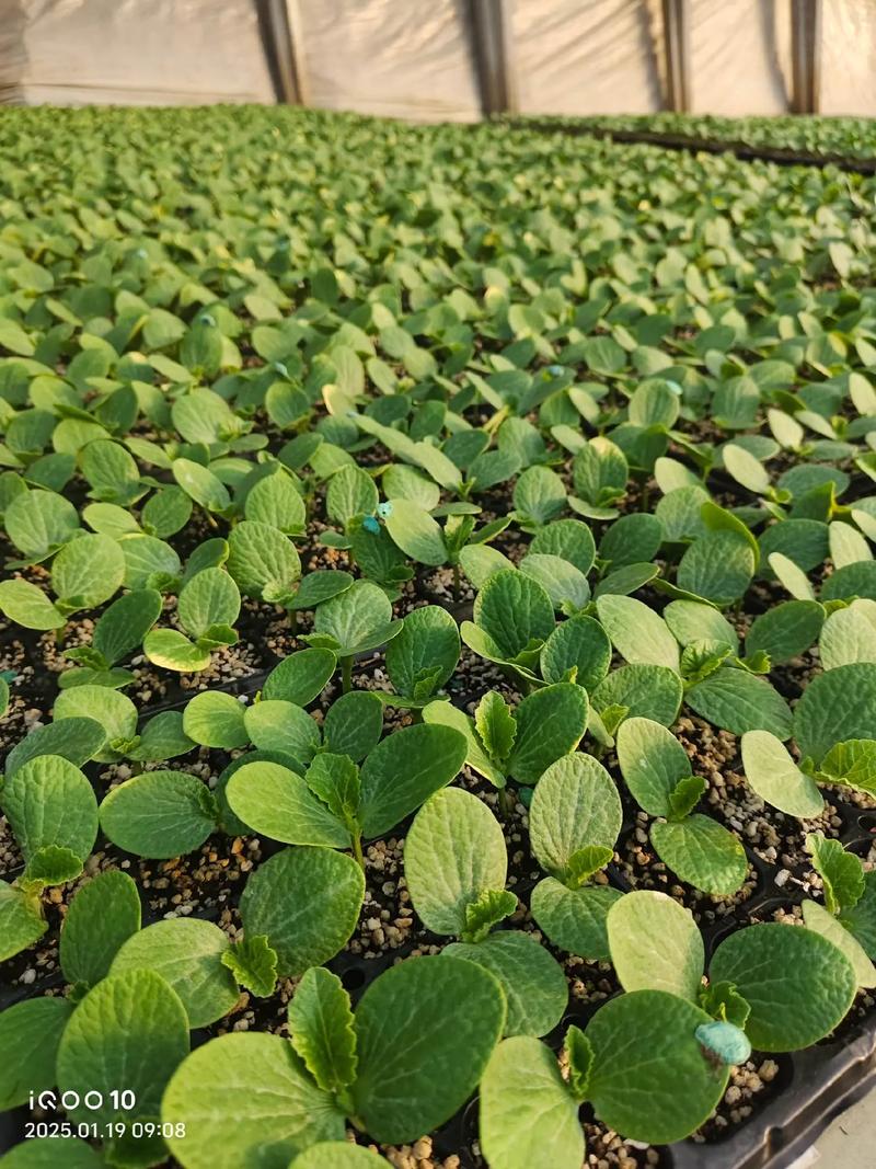 秋季露地南瓜种植，掌握这几个关键点，想不高产都难？-图2