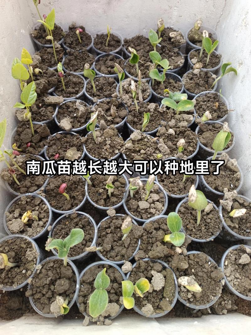 秋季露地南瓜种植,掌握这几个关键点,想不高产都难?-图3 秋季露地南瓜种植,掌握这几个关键点,想不高产都难?-图3