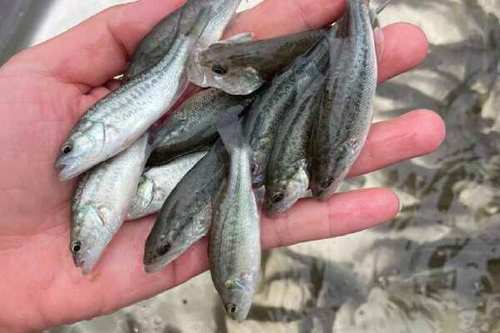 加州鲈鱼全年价格走势-图2 加州鲈鱼全年价格走势-图2