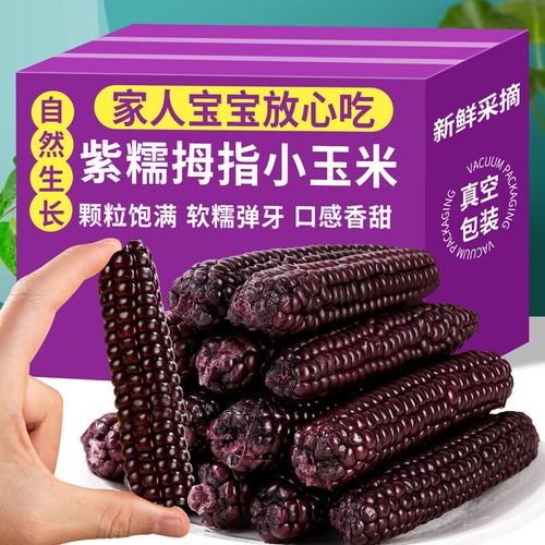 紫色玉米是什么特殊品种?-图1 紫色玉米是什么特殊品种?-图1