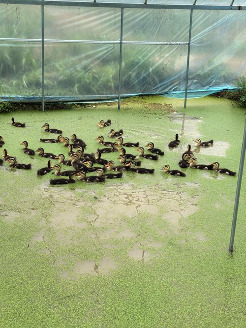 生态鸭养殖视频,关键技术点有哪些?-图1 生态鸭养殖视频,关键技术点有哪些?-图1