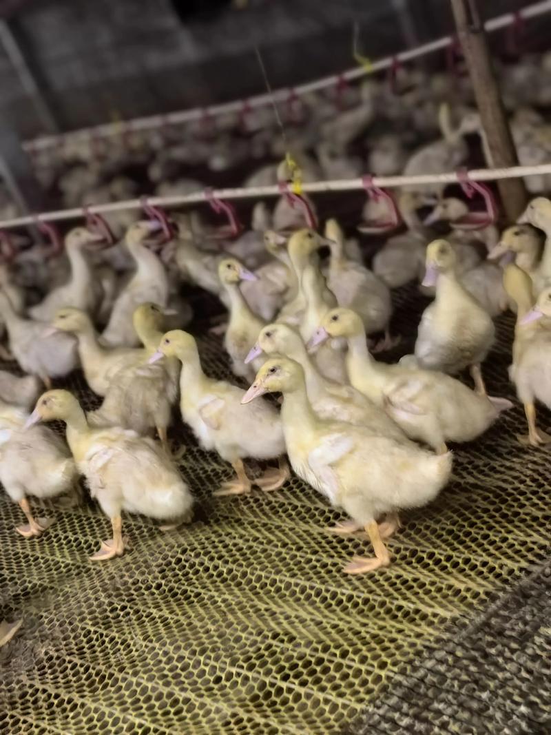 生态鸭养殖视频,关键技术点有哪些?-图3 生态鸭养殖视频,关键技术点有哪些?-图3