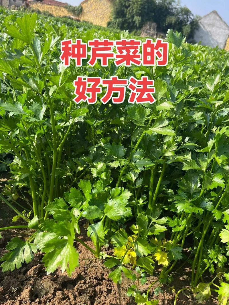 夏天芹菜怎么播种？技术要点有哪些？-图2
