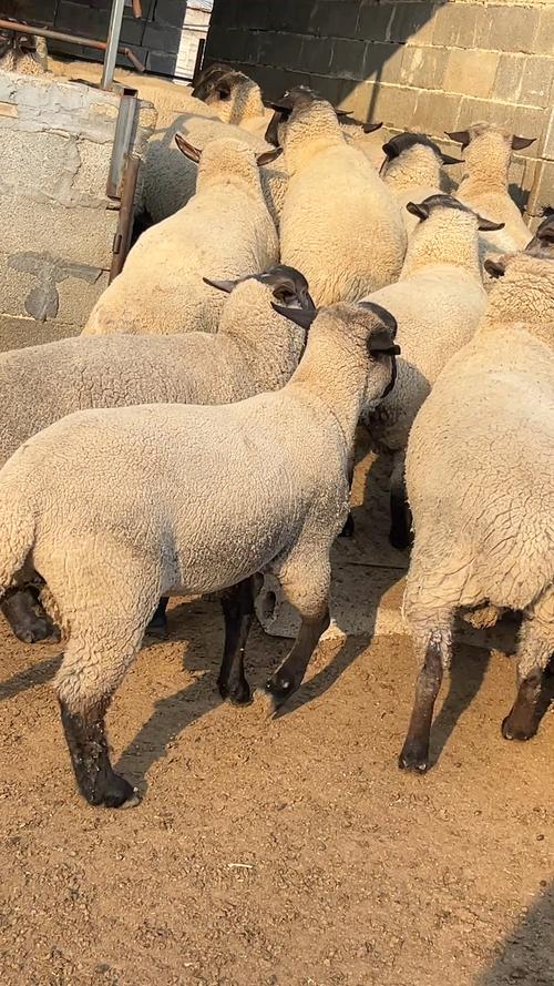 全世界最好的肉羊品种是哪个？-图1