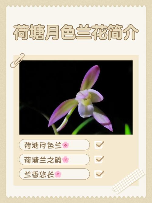 兰花品种繁多，各有何独特特点？-图1