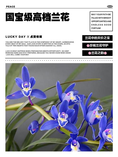 兰花品种繁多，各有何独特特点？-图3