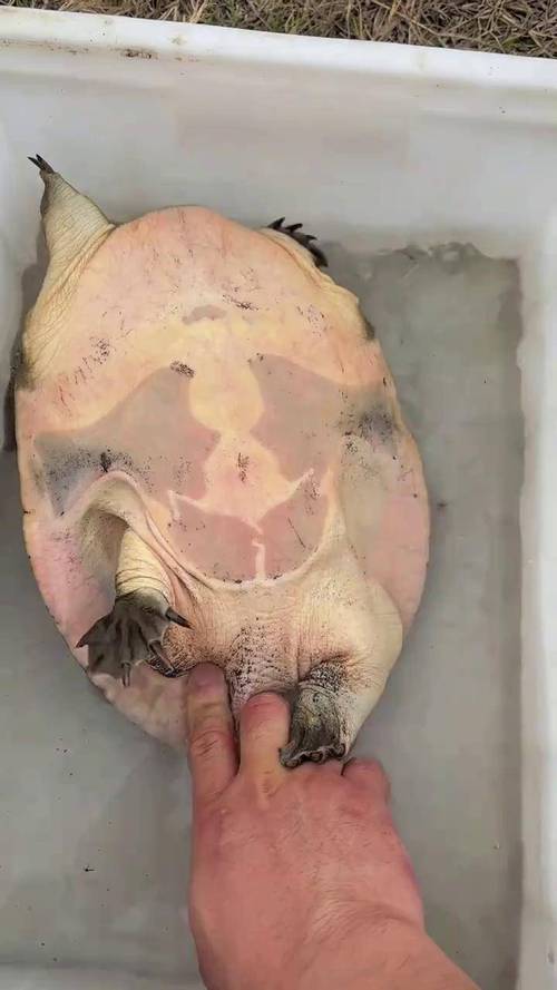 广东野生甲鱼价格居高不下，背后究竟有何猫腻？-图1