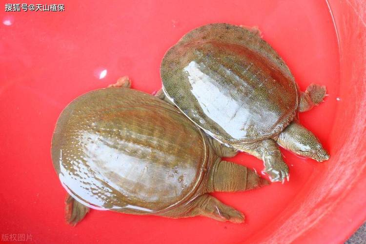 广东野生甲鱼价格居高不下，背后究竟有何猫腻？-图2