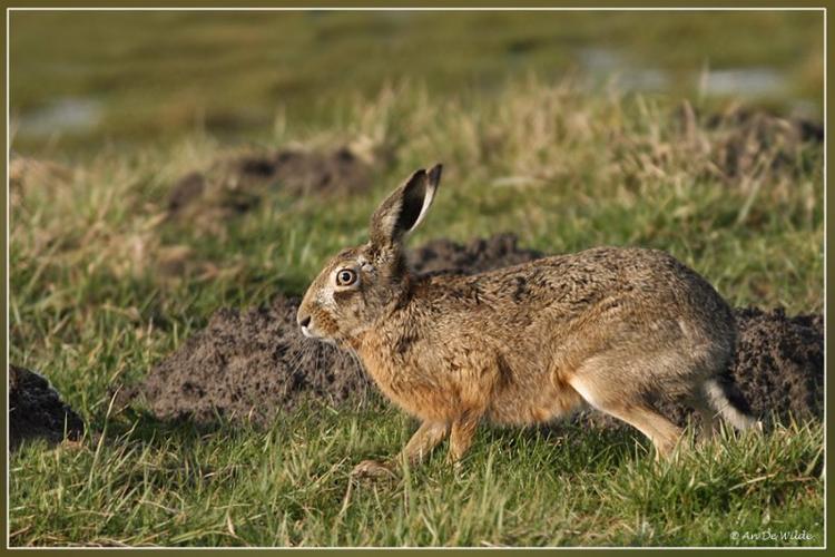 山上养兔选什么品种合适？-图1