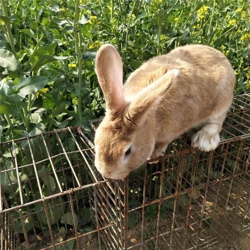 山上养兔选什么品种合适？-图2