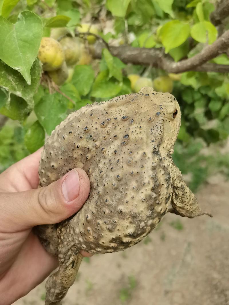 湖北正规蟾蜍养殖技术有哪些要点？-图1