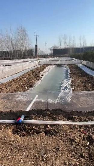 湖北正规蟾蜍养殖技术有哪些要点？-图2