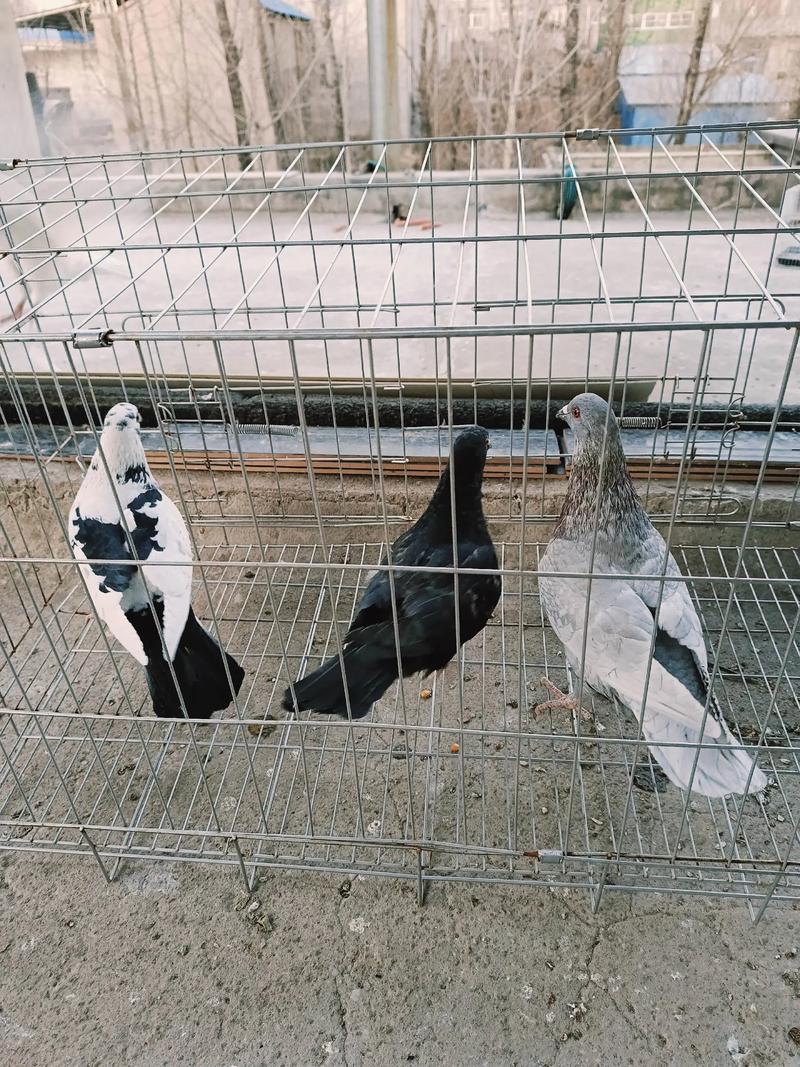 大悟鸽子养殖技术有哪些关键要点？-图1