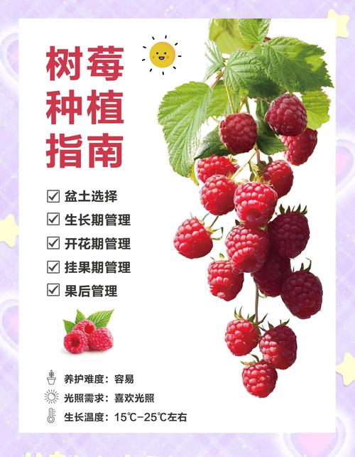 树莓种植技术视频讲座有哪些要点？-图1