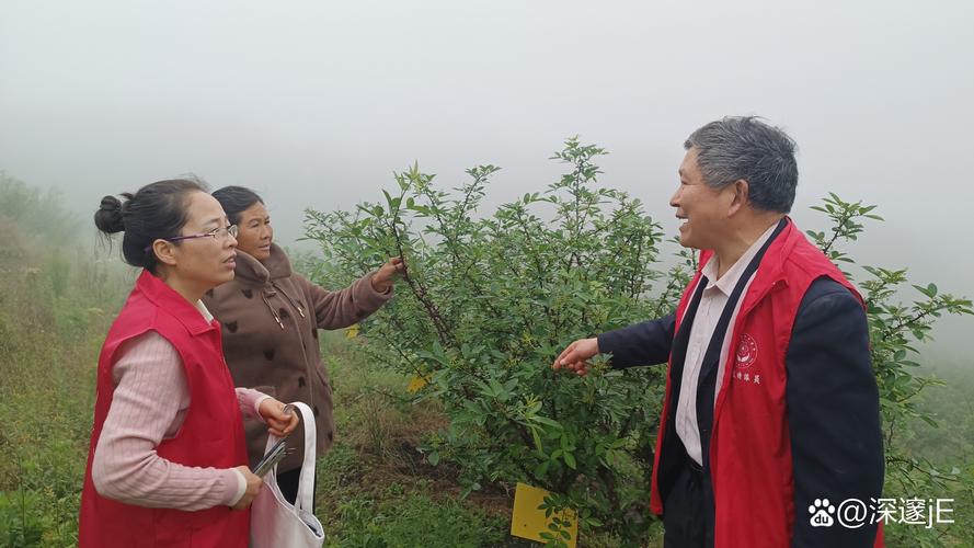 树莓种植技术视频讲座有哪些要点？-图2