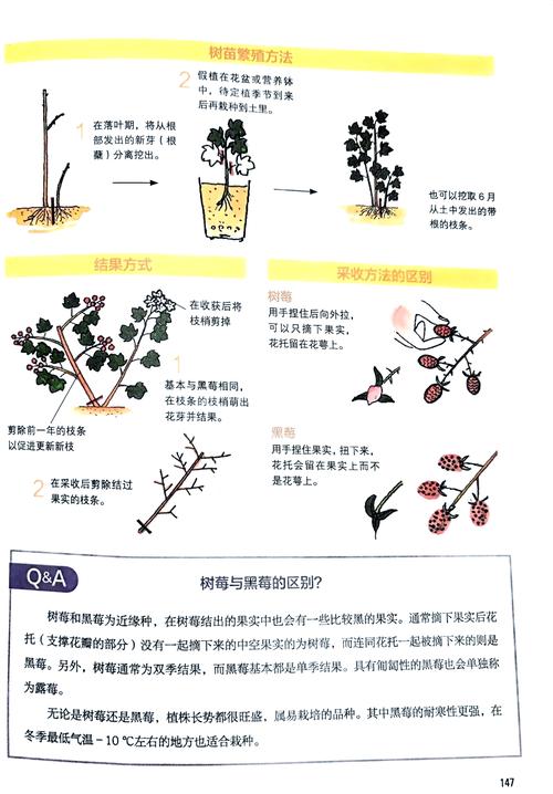 树莓种植技术视频讲座有哪些要点？-图3