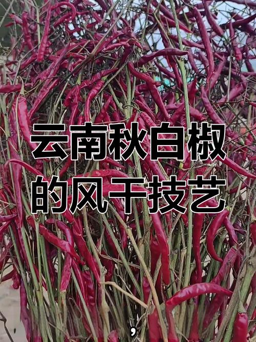 云南细辣椒有哪些品种?-图2 云南细辣椒有哪些品种?-图2