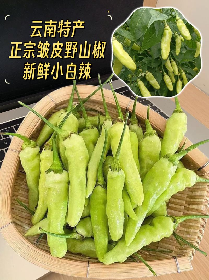 云南细辣椒有哪些品种?-图1 云南细辣椒有哪些品种?-图1