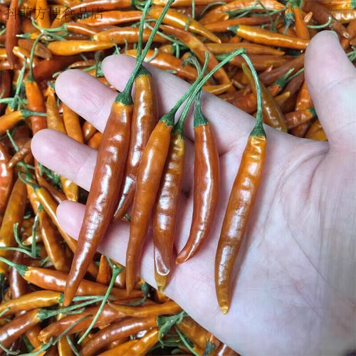 云南细辣椒有哪些品种?-图3 云南细辣椒有哪些品种?-图3