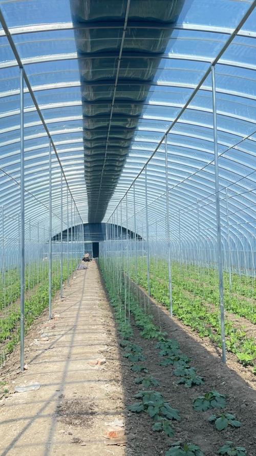 大棚养殖技术有哪些关键要点？-图1
