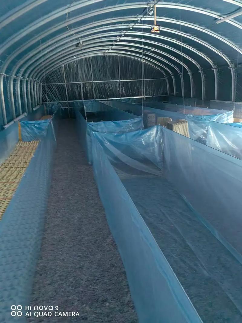 大棚养殖技术有哪些关键要点？-图2