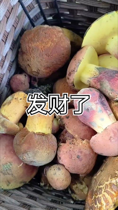 最贵蘑菇品种是哪个？-图1