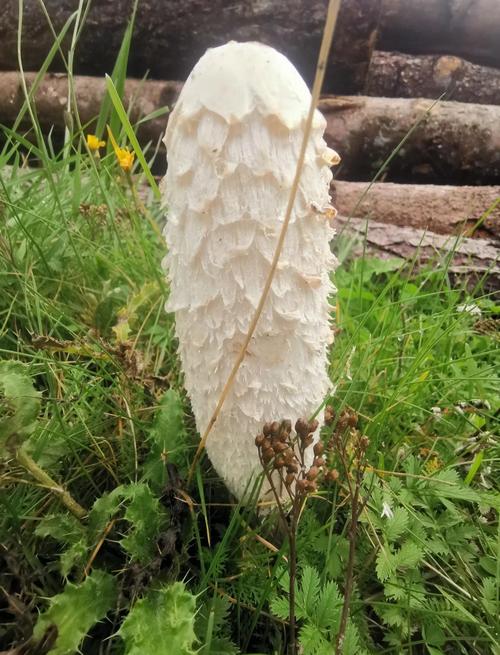 最贵蘑菇品种是哪个？-图2