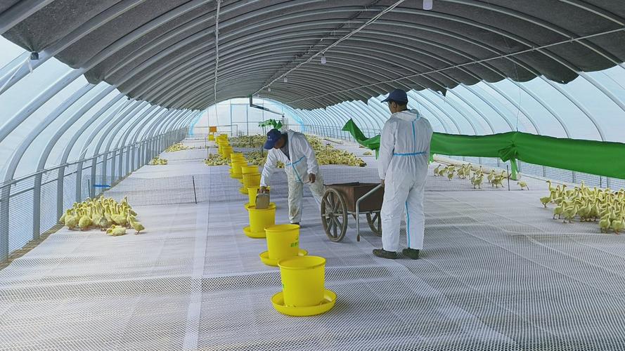 养鸭大棚技术视频有哪些关键要点？-图1