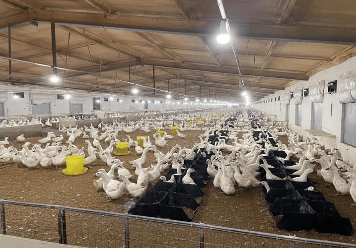 养鸭大棚技术视频有哪些关键要点？-图3