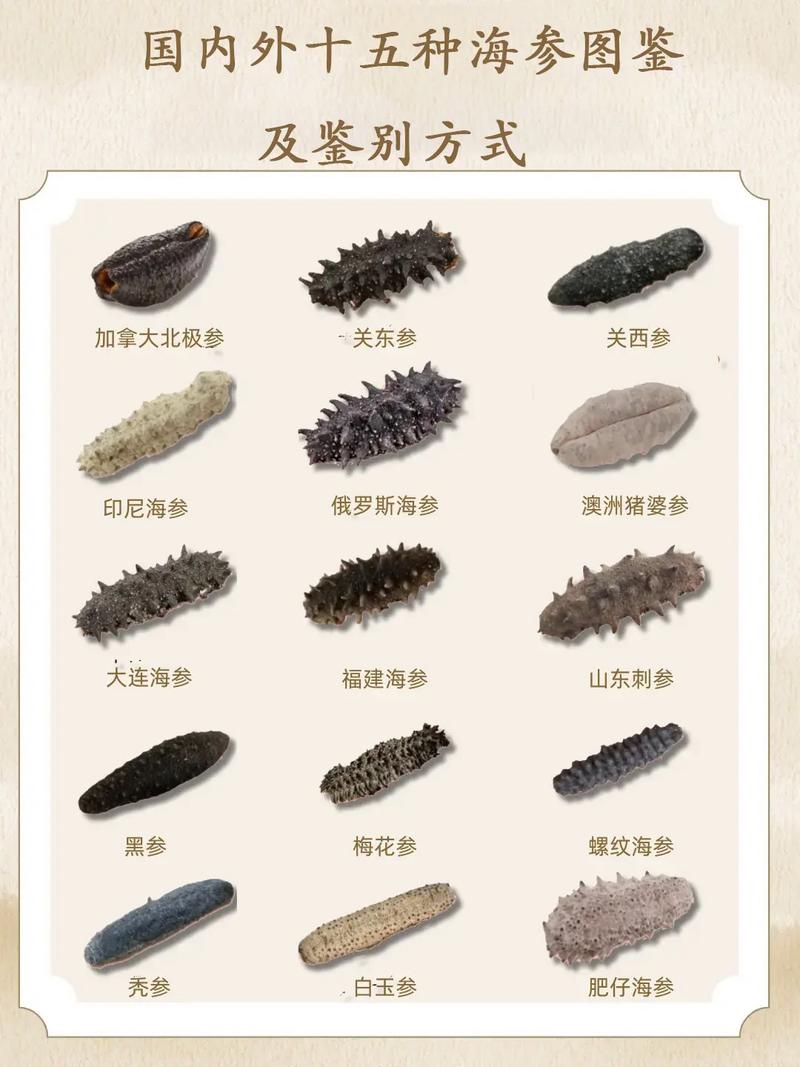 哪些海参品种最差？-图1