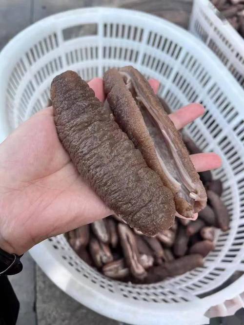 哪些海参品种最差？-图2